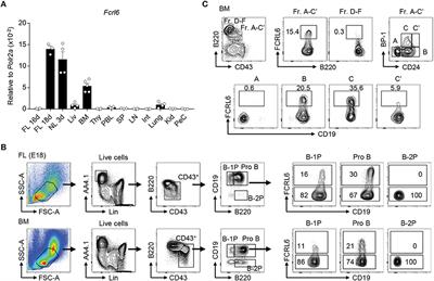 Fc Receptor-Like 6 (FCRL6) Discloses Progenitor B Cell Heterogeneity That Correlates With Pre-BCR Dependent and Independent Pathways of Natural Antibody Selection